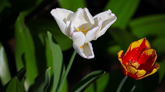 郁金香花夏季花园视频素材