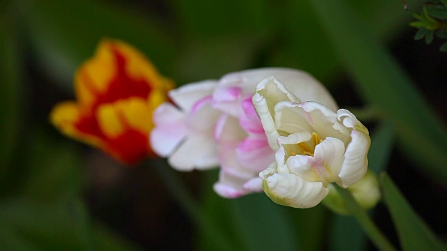 郁金香花夏季花园视频素材