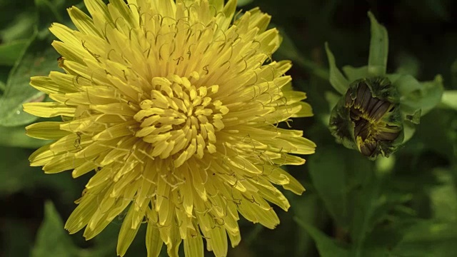 花蒲公英开花。视频素材