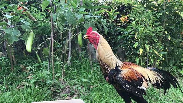 草地上的泰国斗鸡或猎鸡视频素材