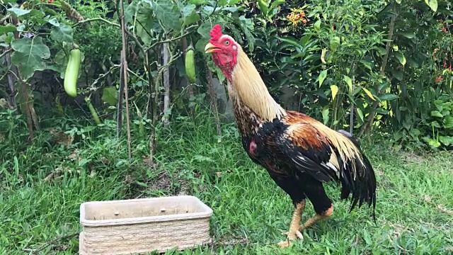 草地上的泰国斗鸡或猎鸡视频素材