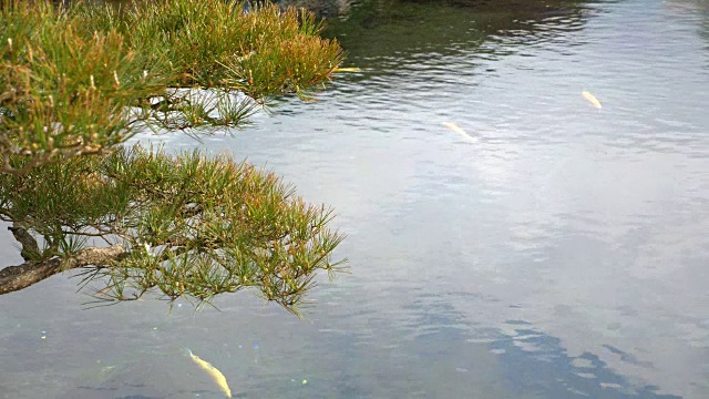 日本大野Hakkai的阳光沼泽里的鱼视频素材