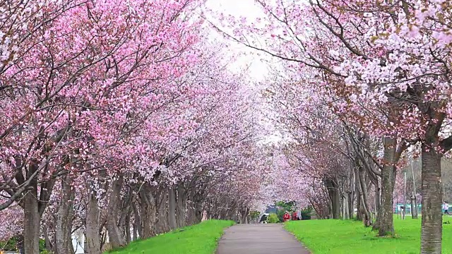 樱桃隧道视频素材