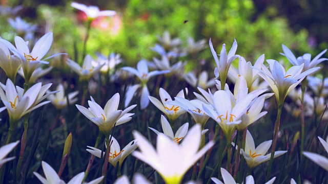 雨金针菜视频素材