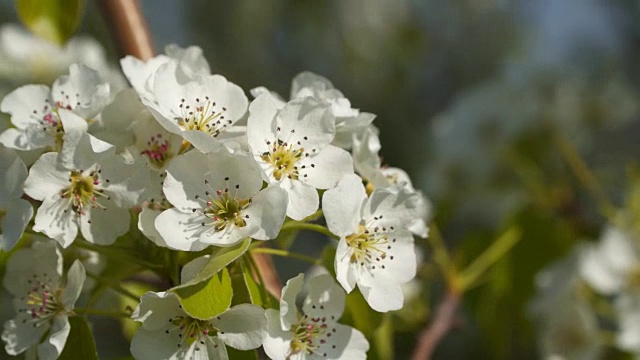 开花的树。特写的花视频素材