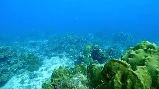 在潜水地点库拉索岛附近的加勒比海珊瑚礁海景蘑菇森林视频素材