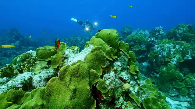 在潜水地点库拉索岛附近的加勒比海珊瑚礁海景蘑菇森林视频素材