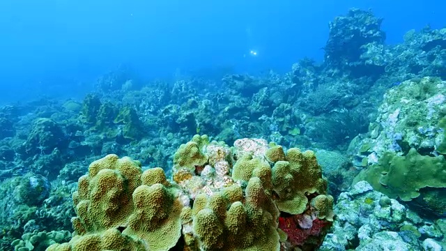 在潜水地点库拉索岛附近的加勒比海珊瑚礁海景蘑菇森林视频素材