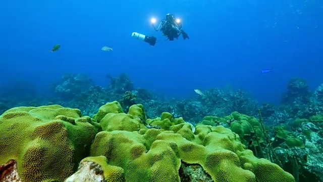 在潜水地点库拉索岛附近的加勒比海珊瑚礁海景蘑菇森林视频素材