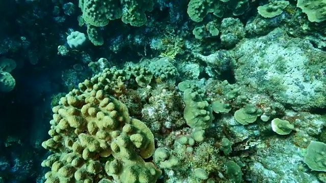 在潜水地点库拉索岛附近的加勒比海珊瑚礁海景蘑菇森林视频素材