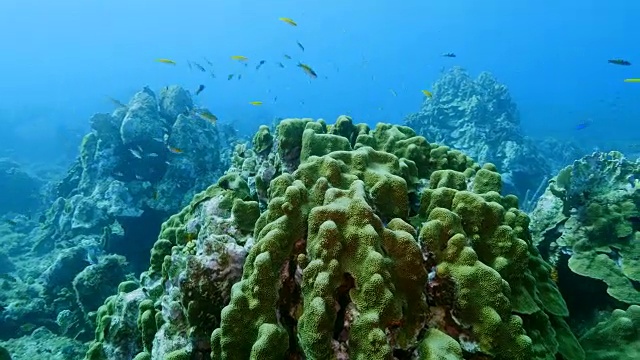 在潜水地点库拉索岛附近的加勒比海珊瑚礁海景蘑菇森林视频素材