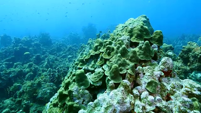 在潜水地点库拉索岛附近的加勒比海珊瑚礁海景蘑菇森林视频素材