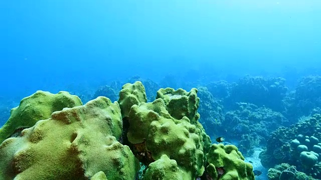 在潜水地点库拉索岛附近的加勒比海珊瑚礁海景蘑菇森林视频素材