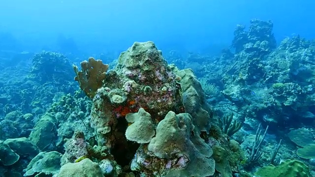 在潜水地点库拉索岛附近的加勒比海珊瑚礁海景蘑菇森林视频素材