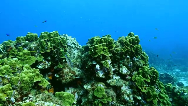 在潜水地点库拉索岛附近的加勒比海珊瑚礁海景蘑菇森林视频素材