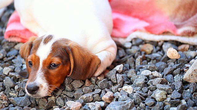 腊肠犬夏日花园视频素材