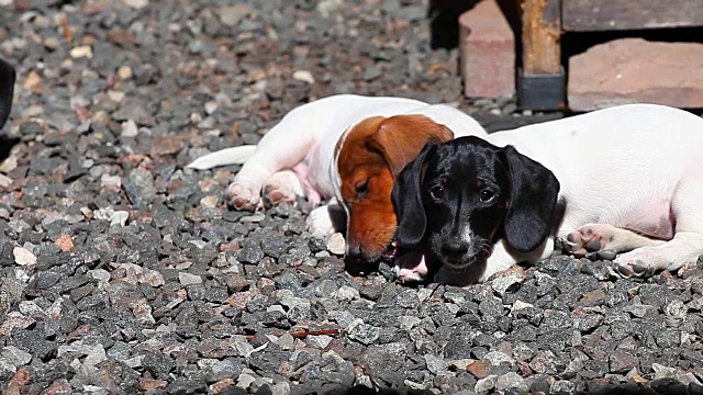 腊肠犬夏日花园视频素材