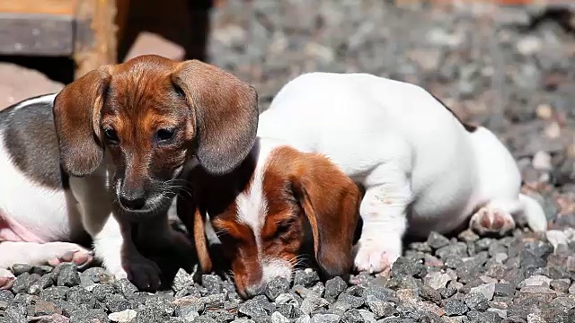 腊肠犬夏日花园视频素材