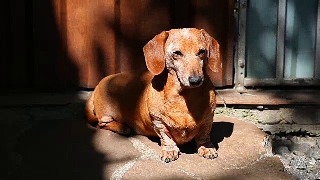 腊肠犬夏日花园视频素材