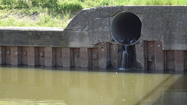 鸽子在管道里，污水污染了河流视频素材