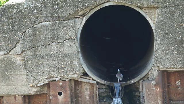 鸽子在管道里，污水污染了河流视频素材