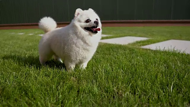 一个白色博美犬的特写，它的舌头伸出来了。狗站在草地上。视频素材