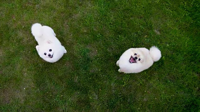 绿色草地上的两只博美犬。一只狗跳起来叫着。视频素材