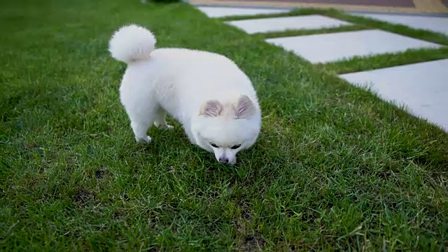 可爱的小白博美犬站在花园里的草地上。视频素材