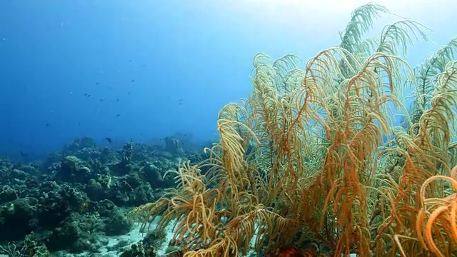 珊瑚礁海景在加勒比海库拉索附近的潜水地点瓦塔穆拉视频素材