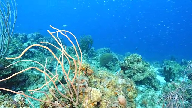 珊瑚礁海景在加勒比海库拉索附近的潜水地点瓦塔穆拉视频素材