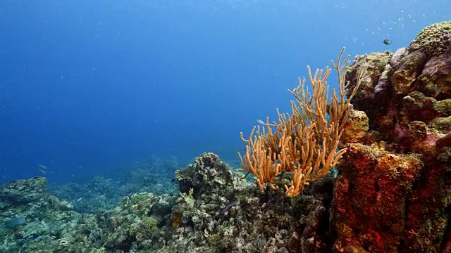 珊瑚礁海景在加勒比海库拉索附近的潜水地点瓦塔穆拉视频素材