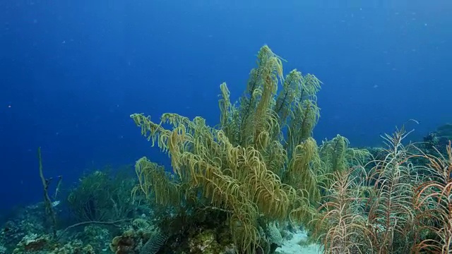 珊瑚礁海景在加勒比海库拉索附近的潜水地点瓦塔穆拉视频素材