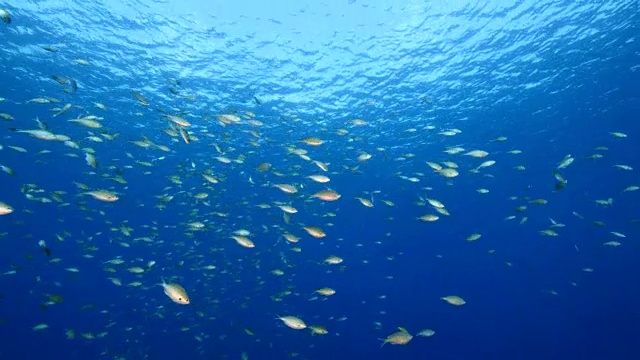 珊瑚礁海景在加勒比海库拉索附近的潜水地点瓦塔穆拉视频素材