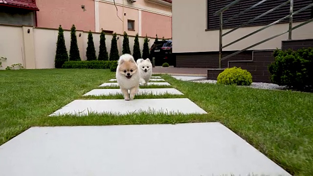 两只可爱的小博美犬在后院奔跑。视频素材