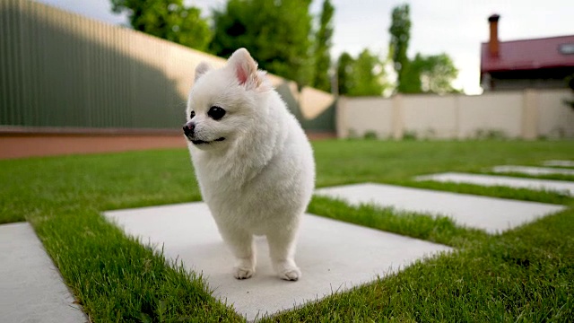 小的白色博美犬站在瓷砖上的特写。后院。视频素材