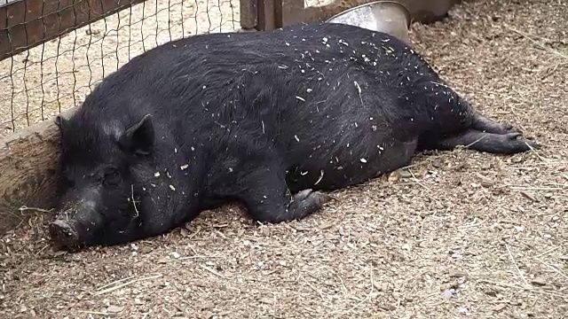 猪。猪在睡觉视频素材