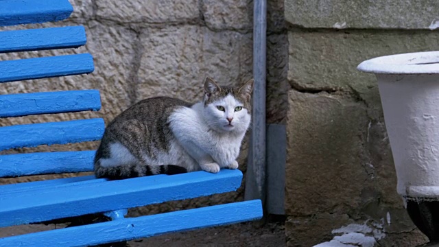 灰色和白色的流浪猫坐在公园的木凳上视频素材