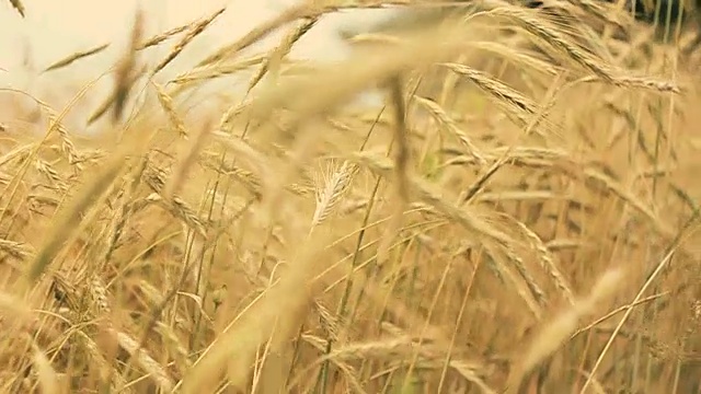 黄麦穗在风中飘扬。麦田丰收，麦穗收获新鲜视频素材