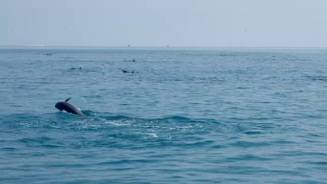 马尔代夫常见的海豚视频素材