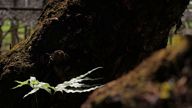 蕨类植物在森林视频素材