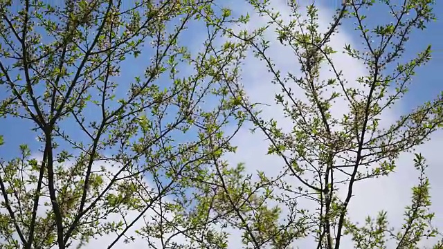 美丽的景色，透过夏天的橡树树叶在森林里。郁郁葱葱，亮绿色的叶子在蓝天的背景下。明亮的春天背景与许多树叶。阳光明媚的一天。从下往上看视频素材