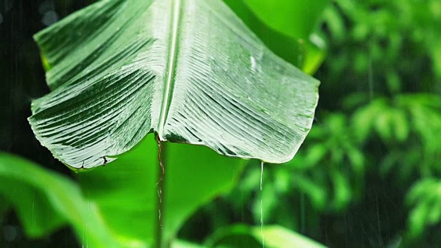 雨点落在新鲜的香蕉叶上，暴雨天视频下载