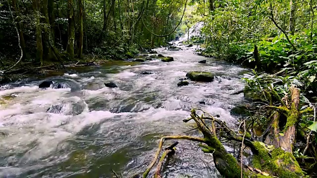 在泰国的热带雨林中，一条河流流过岩石和长满苔藓的木头。视频素材