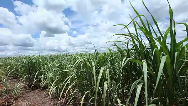 甘蔗种植园的土路视频素材