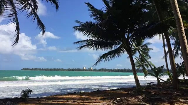 波多黎各一个荒芜的海滩上的棕榈树视频素材