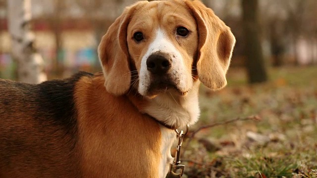 纯种小猎犬肖像与秋天公园的背景视频素材