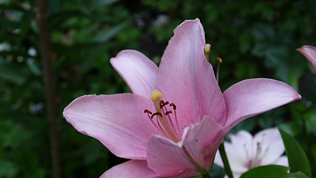 粉色植物黄百合细节特写高清镜头-草本虎百合花视频视频素材