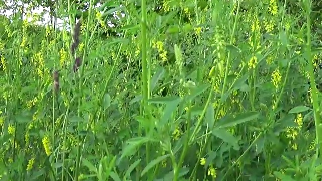 草木樨在田间开花。高清视频镜头运动摄像机视频素材