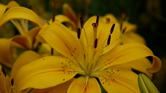 植物百合细节特写高清镜头-草本百合花视频视频素材