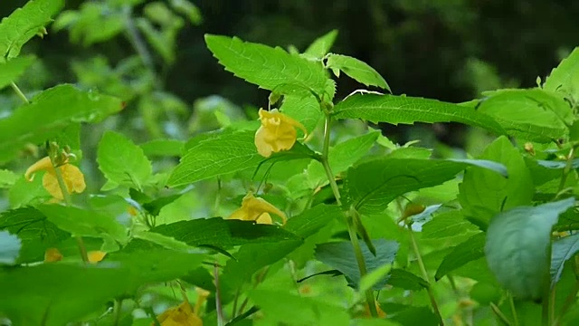 黄色凤仙花花瓣高清静态摄像视频素材